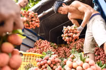 Bộ GTVT đề nghị các hãng hàng không hỗ trợ vận chuyển vải thiều