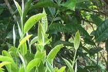 Nguyên liệu chế biến chè vàng