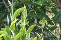 Nguyên liệu chế biến chè vàng