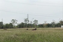 Huyện Mê Linh còn 60 dự án sử dụng đất chậm tiến độ