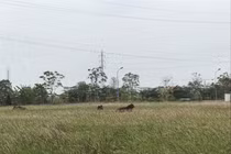 Huyện Mê Linh còn 60 dự án sử dụng đất chậm tiến độ