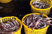 Sau Tết, cá khoai lên giá 105.000 đ/kg, ngư dân lãi 10 triệu/ngày