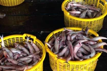 Sau Tết, cá khoai lên giá 105.000 đ/kg, ngư dân lãi 10 triệu/ngày