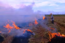 Chế phẩm vi sinh xử lý rơm rạ