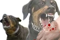 Chữa chó dại cắn bằng thịt cóc, cẩn thận mất mạng