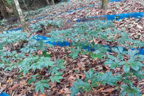 Nutifood sở hữu trang trại sâm Ngọc Linh lớn nhất Quảng Nam thông qua việc đầu tư vào Quasapharco.