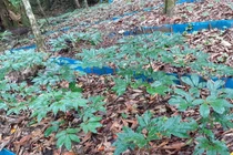 Nutifood sở hữu trang trại sâm Ngọc Linh lớn nhất Quảng Nam thông qua việc đầu tư vào Quasapharco.