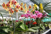 Tái sử dụng chậu lan Hồ Điệp