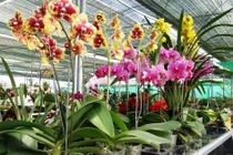 Tái sử dụng chậu lan Hồ Điệp