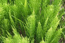 Cỏ tháp bút trị can thận đều hư