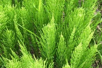 Cỏ tháp bút trị can thận đều hư