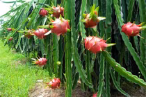  Bảo quản thanh long tươi lâu