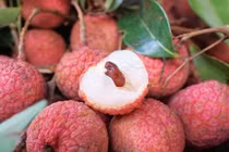 Hải Dương: Tiêu thụ gần 30.000 tấn vải