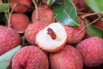 Hải Dương: Tiêu thụ gần 30.000 tấn vải