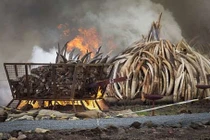 Ngà voi, sừng tê giác buôn lậu sẽ bị tiêu hủy