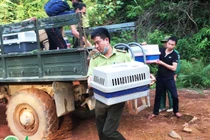  83 cá thể động vật hoang dã được tái thả lại tự nhiên