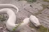 Bạch xà trên đền Mẫu Thượng Ngàn là trăn Nam Mỹ