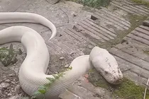 Bạch xà trên đền Mẫu Thượng Ngàn là trăn Nam Mỹ