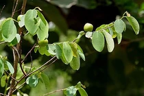 Cây chứa hoạt tính gây độc tế bào ung thư