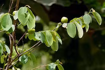 Cây chứa hoạt tính gây độc tế bào ung thư