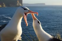 Chim hải âu ly hôn thường xuyên hơn khi nước biển ấm lên