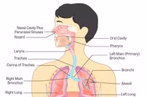 Những tế bào nào bị SARS-CoV-2 tấn công?
