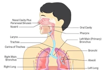Những tế bào nào bị SARS-CoV-2 tấn công?