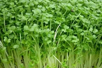 Thực phẩm điều trị xơ vữa động mạch 