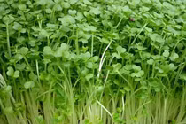 Thực phẩm điều trị xơ vữa động mạch 