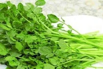 Rau cải xoong giúp thanh nhiệt, phòng bệnh