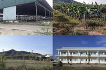 Trại bò nghìn tỷ liên quan ông Trần Bắc Hà giờ thành vườn chuối