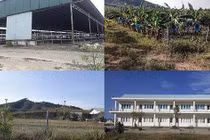 Trại bò nghìn tỷ liên quan ông Trần Bắc Hà giờ thành vườn chuối