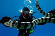 Rắn biển trị đau khớp