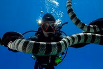 Rắn biển trị đau khớp