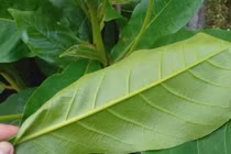  Ngâm lá bàng chữa nước ăn chân