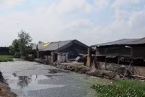  Vi phạm quy định về xử lý chất thải chăn nuôi bị phạt đến 20 triệu đồng