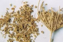 Hạc sắt điều trị đau bụng giun 