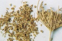 Hạc sắt điều trị đau bụng giun 