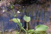 Trạch tả trị bệnh thận