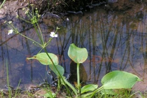 Trạch tả trị bệnh thận