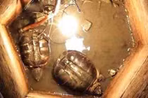 Phát hiện hai sinh vật sống thần kỳ trong giếng cổ bị lấp 30 năm