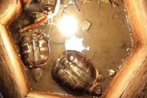 Phát hiện hai sinh vật sống thần kỳ trong giếng cổ bị lấp 30 năm