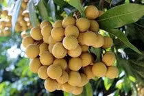 Hoạt chất bảo quản nhãn