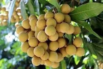 Hoạt chất bảo quản nhãn