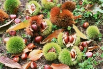 Các loại hạt tốt cho sức khỏe