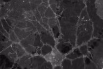  Mở khóa bí ẩn não bộ với cảm biến dopamine mới