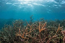 Toàn bộ sinh vật biển bị đe dọa do axit hóa đại dương