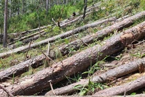 Chất lượng rừng quan trọng hơn diện tích