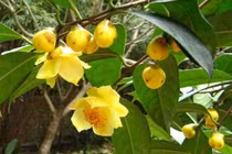 Trà hoa vàng là cây thuốc quý