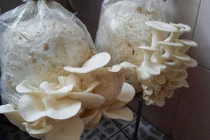  Trồng nấm trong nhà phố